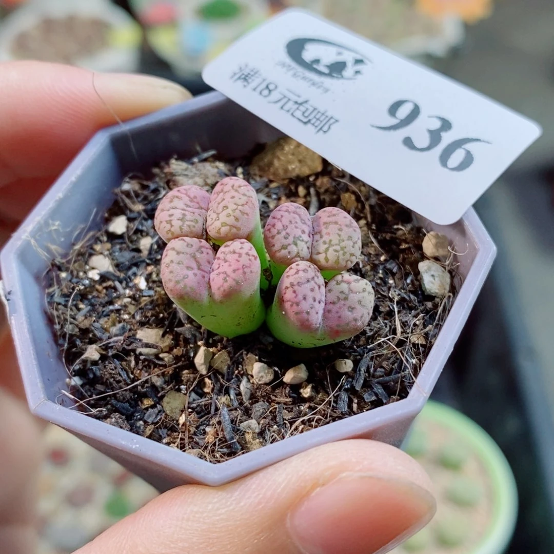 生石花花花花花花936
