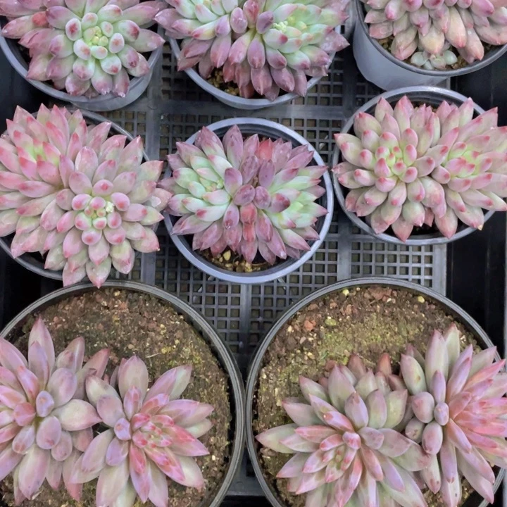 手***0用户姐多肉链接的时候