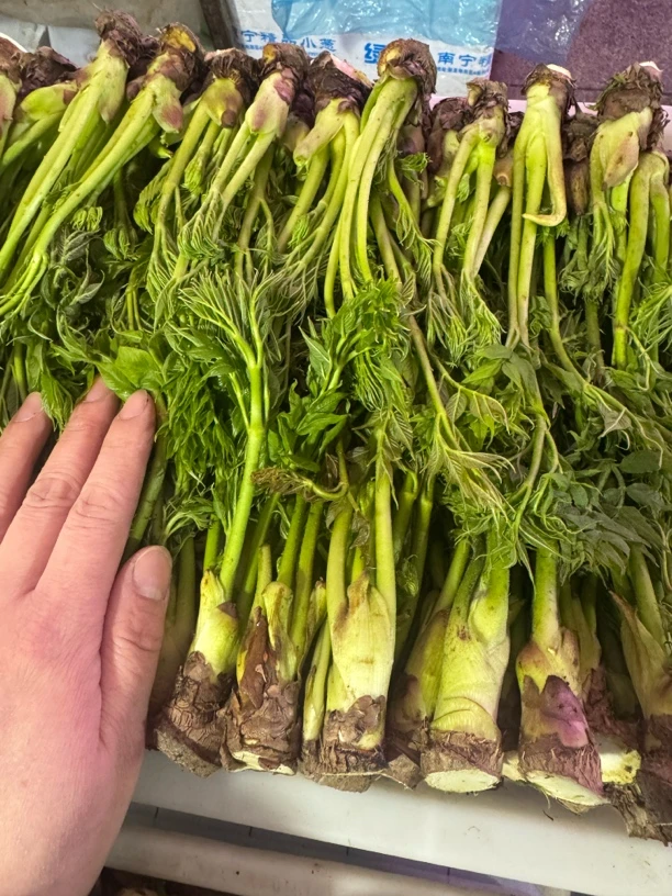 山菜 刺嫩芽（一斤10个头）顺丰包邮