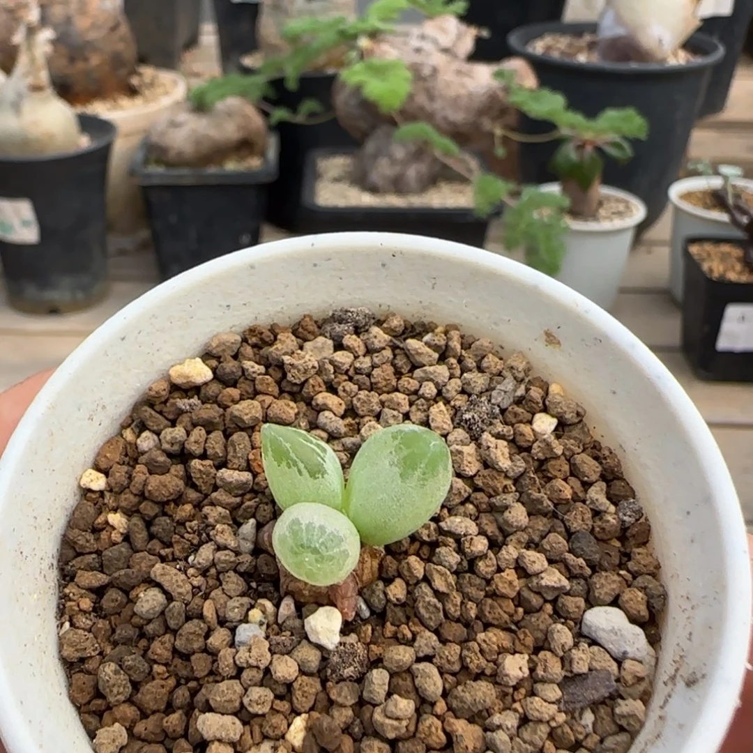 58洛丽塔 洛丽塔