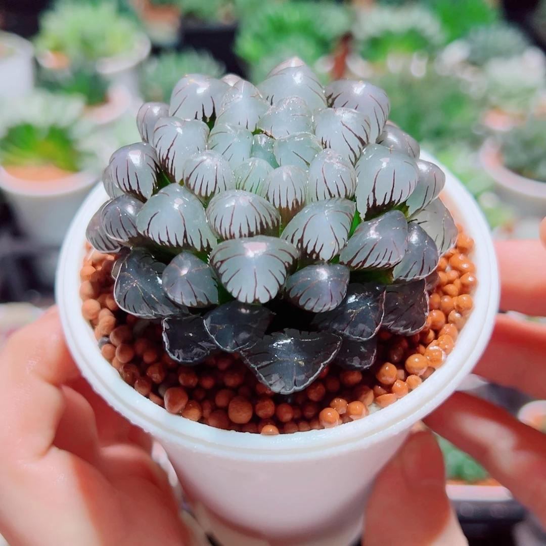 紫姬冰灯玉露多肉