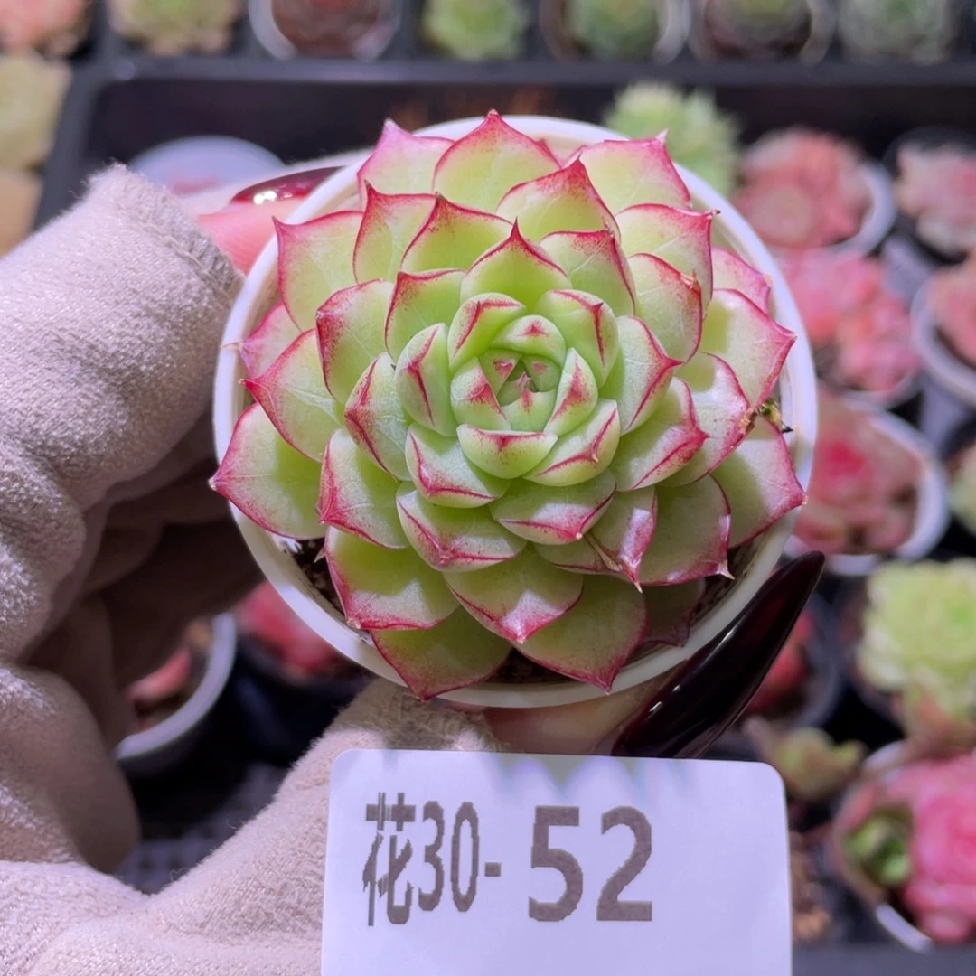 花利美30-52女王玫瑰