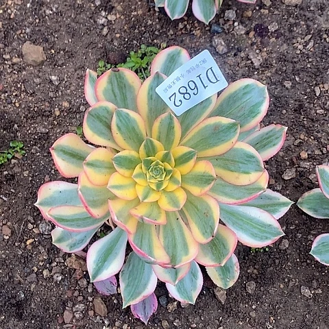 1682灿烂多肉法师锦