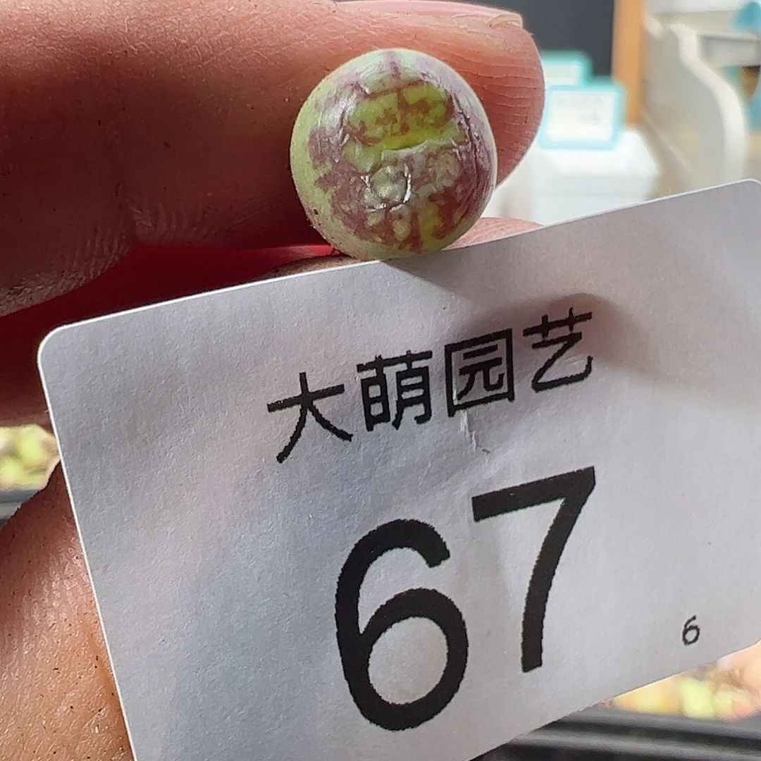 000067 一物一拍……