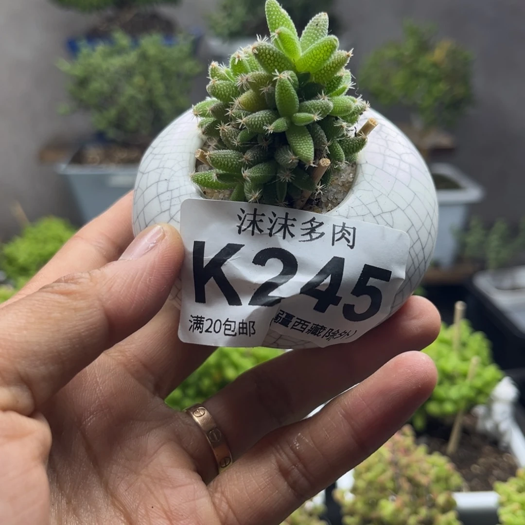 245玉米枝干番杏福利