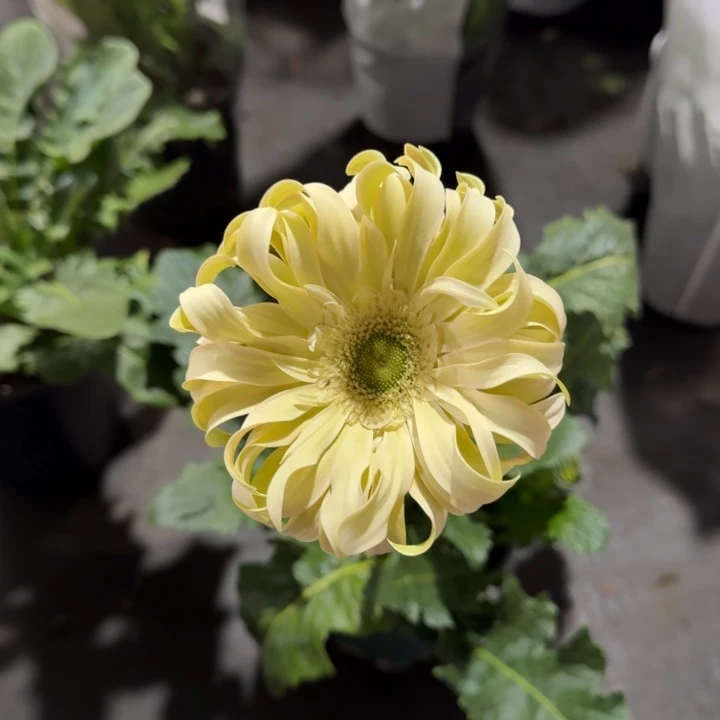 原盆原土一加仑非洲菊香格里拉