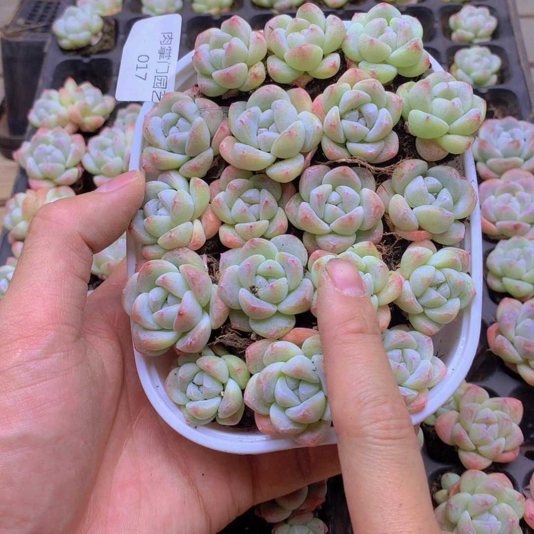 我要去看你了啊我的017