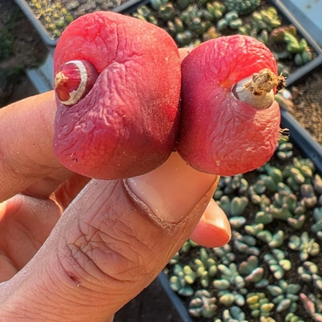 多肉植物11111111111111