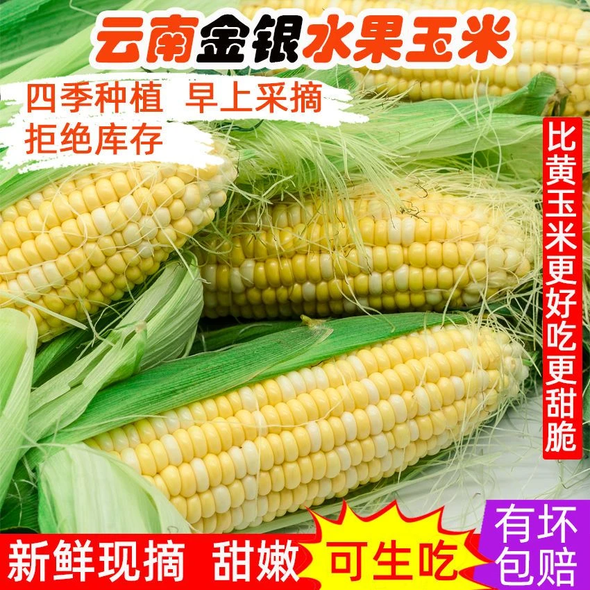 【叶主任助农】云南金银水果甜玉米新鲜可生吃清甜榨汁蒸煮甜味精品