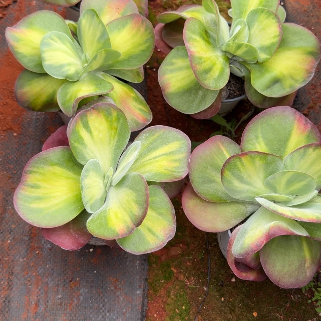 无花朵唐印锦单头