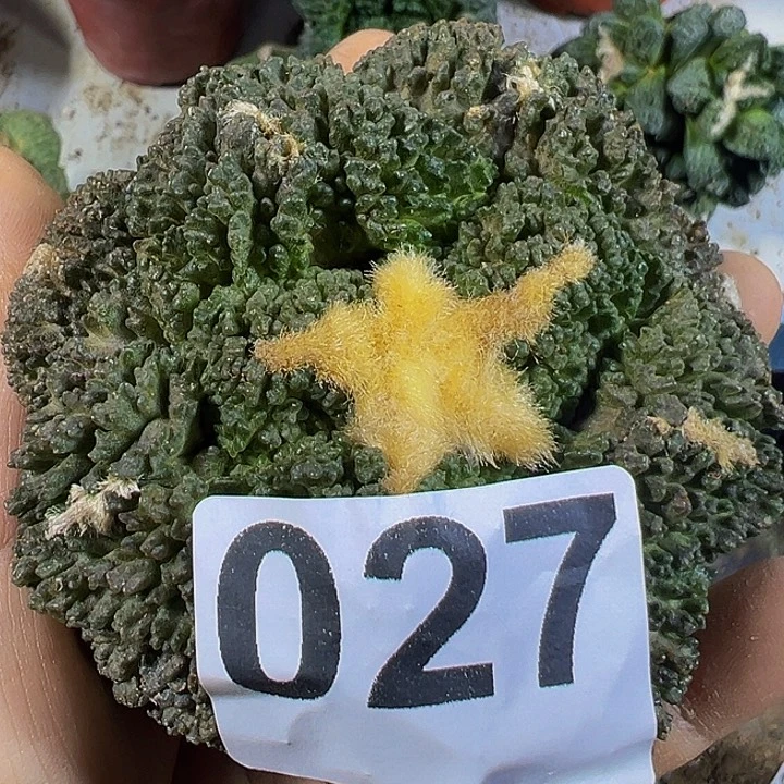 龟甲牡丹027仙人球