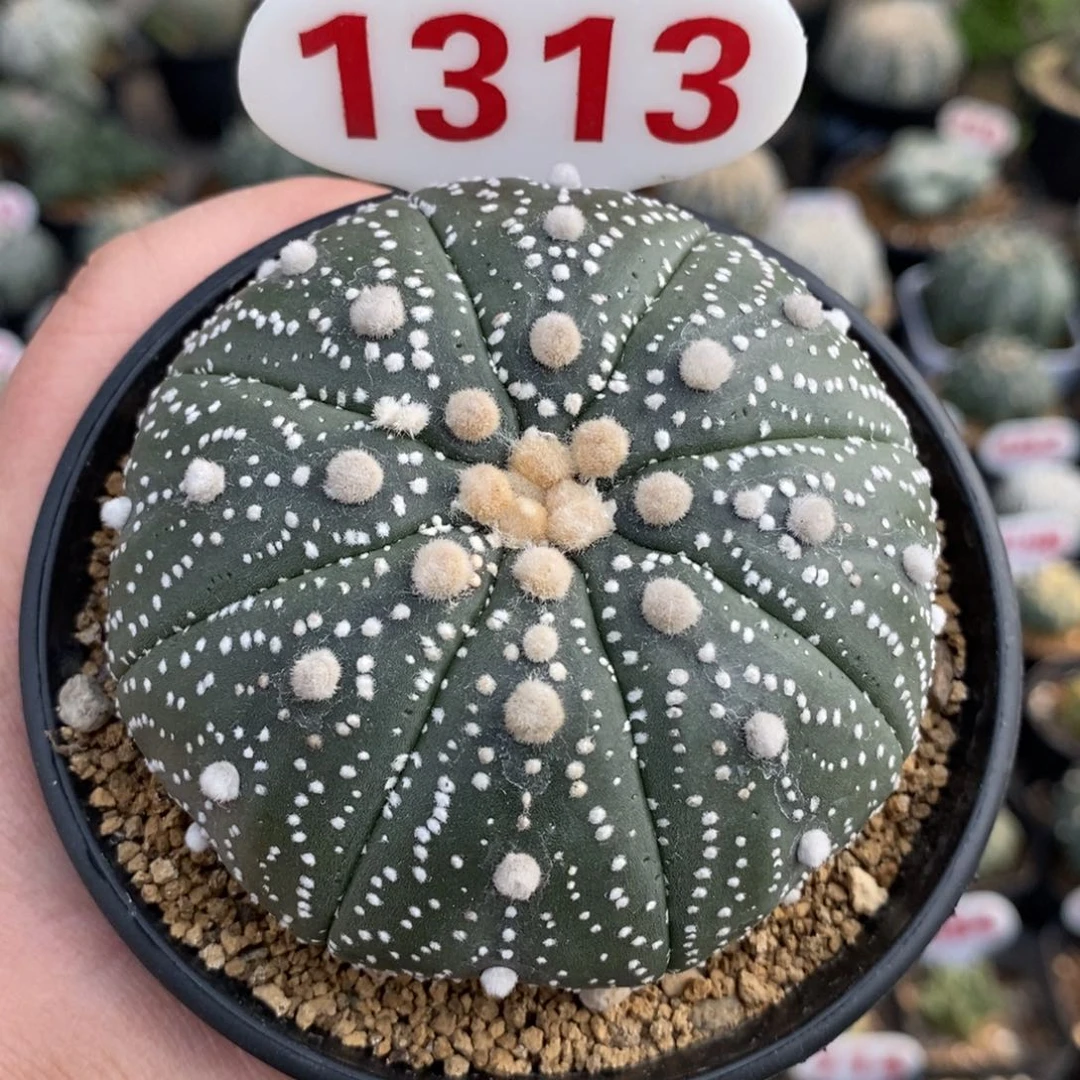 1313花园基因福利