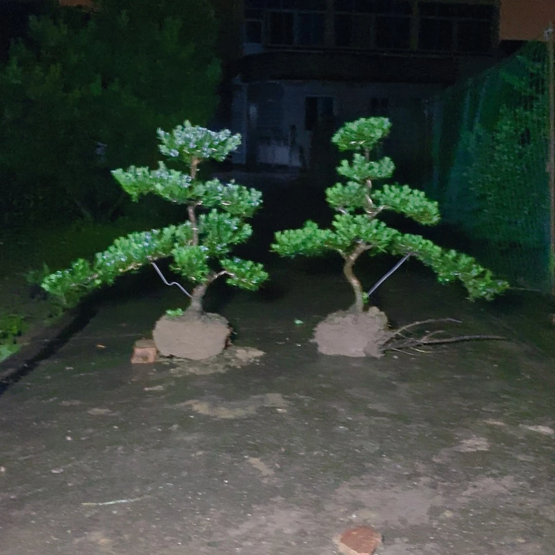 无花朵用***哥2颗罗汉松