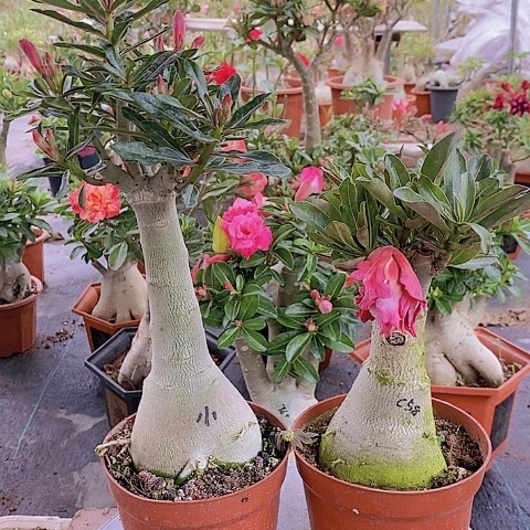 【闪购商品】无花朵小*主绿植