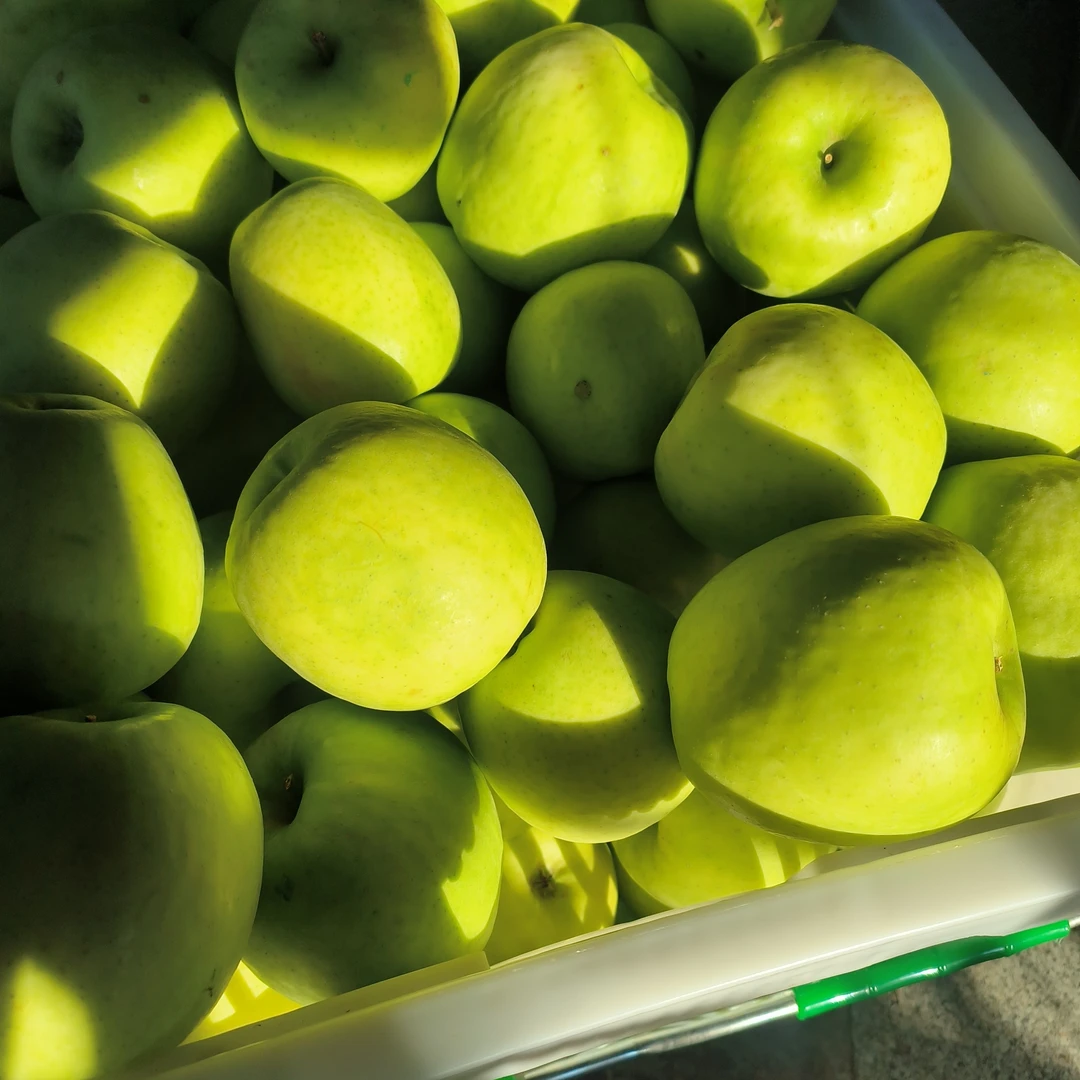 云南宣威龙场五里坪新鲜采摘绿苹瑞雪脆脆爽口