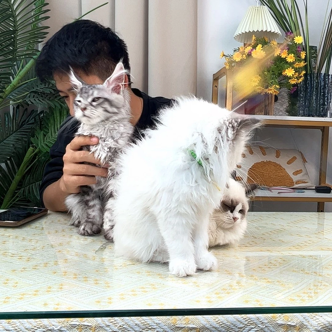 布偶蓝双布偶蓝双猫咪
