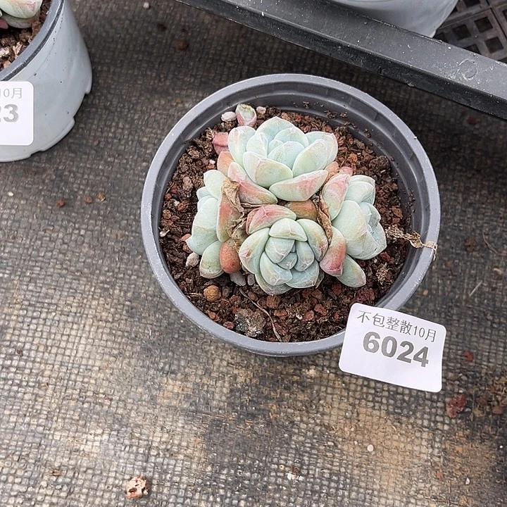 阿雅园艺。       6024冰玉