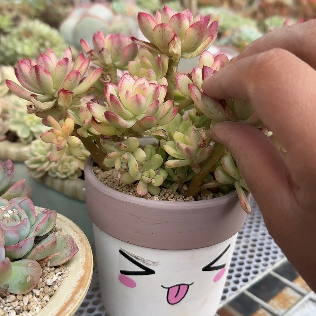 笑脸花盆小叮当锦多肉植物