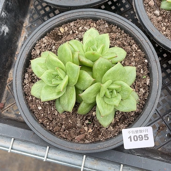 阿雅园艺。       1095玛丽亚