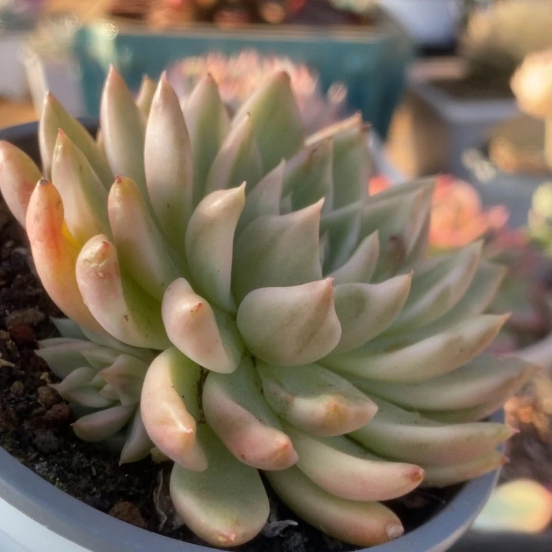 214东云杂锦华锦锦锦锦