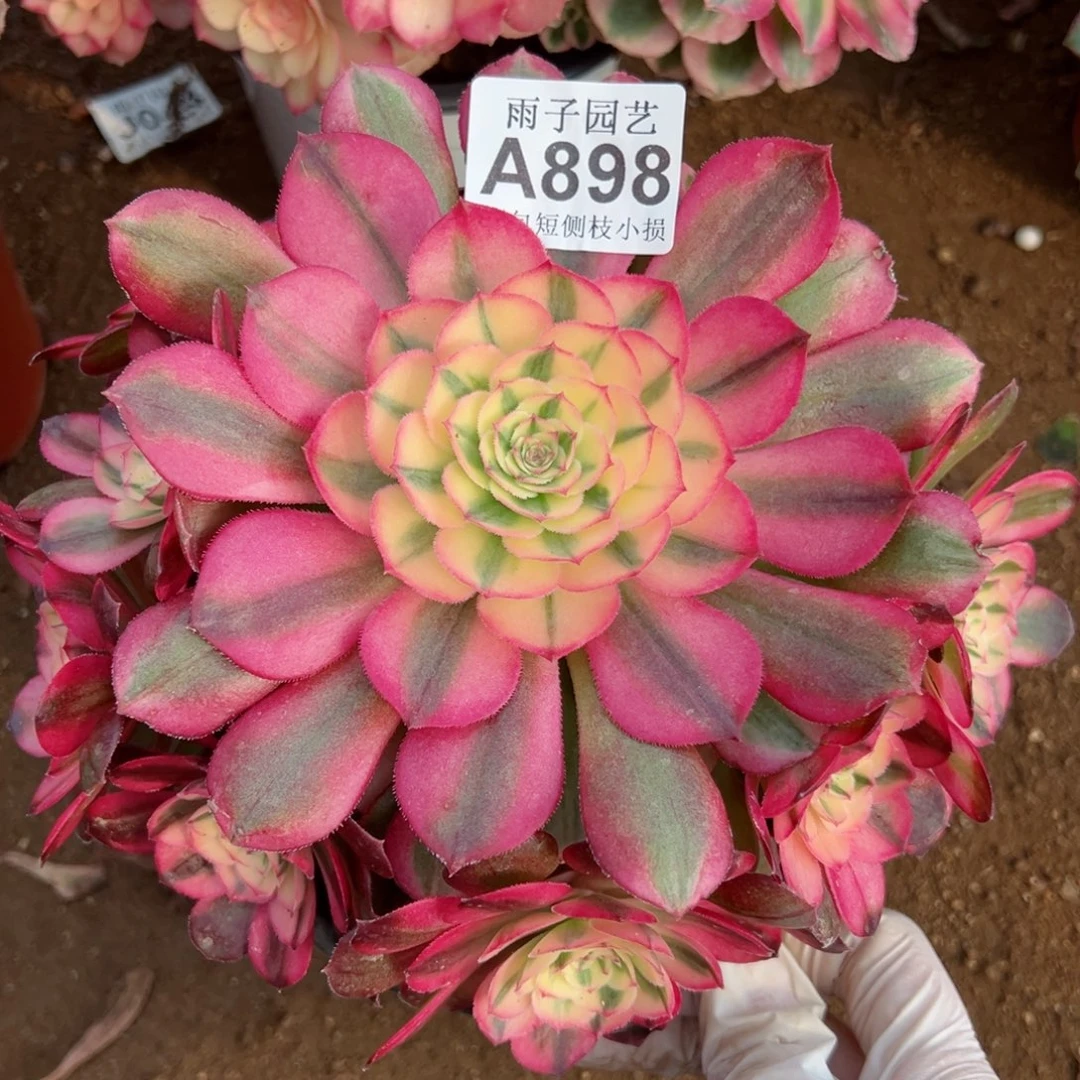 898荔枝尺寸20左右