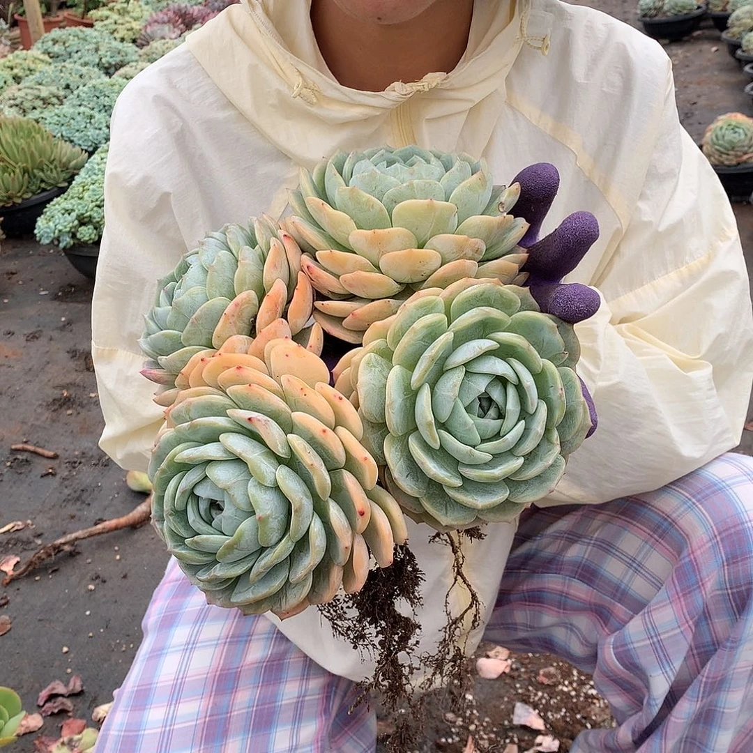 捞林4头28.8 多肉植物量拍
