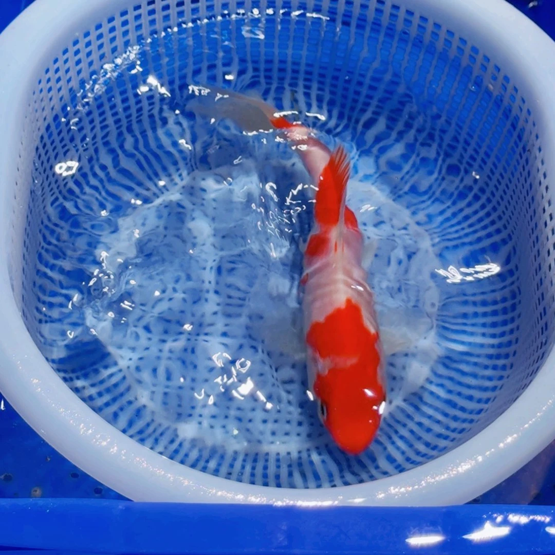 锦鲤精品甄选血统锦鲤