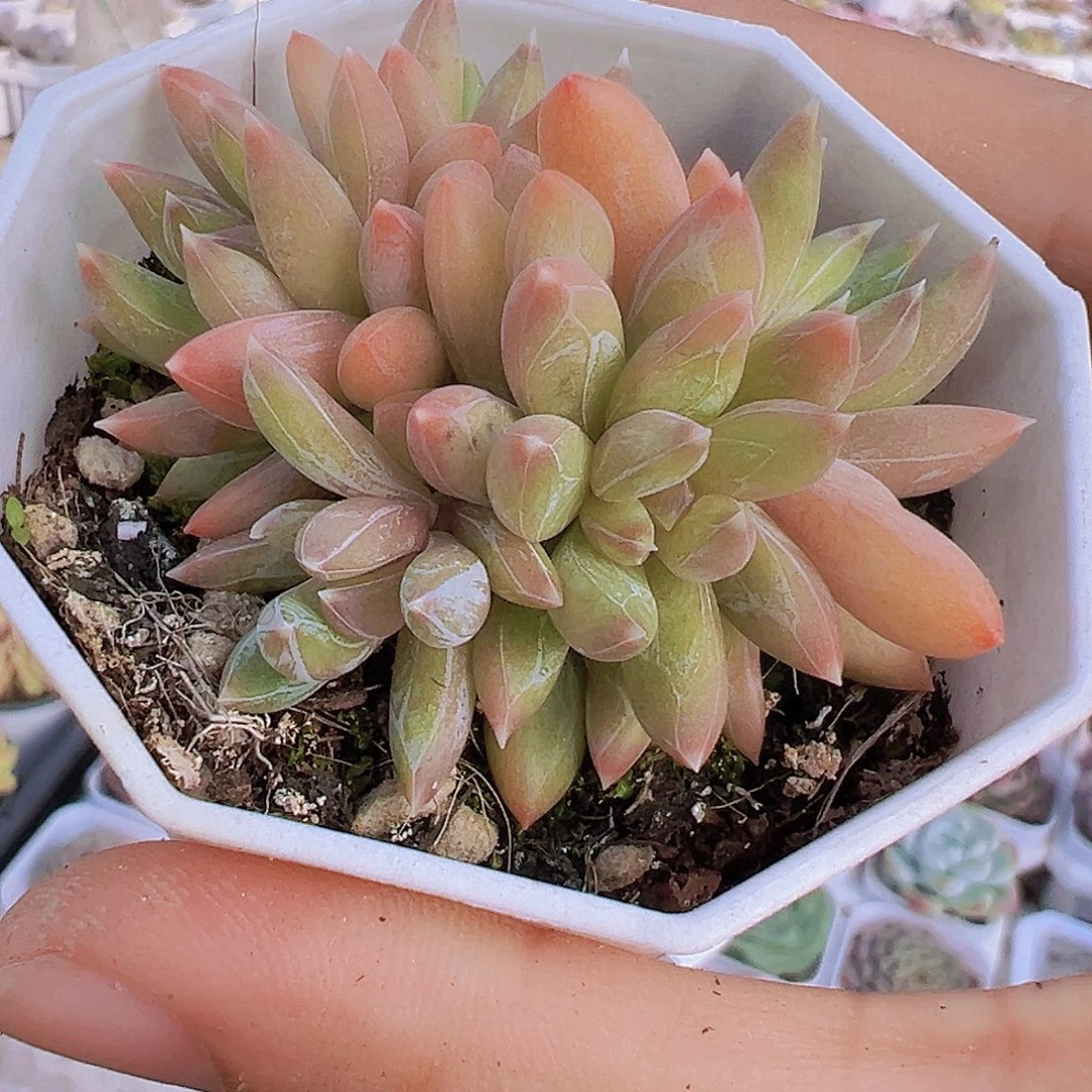 炫彩星群19包邮多肉