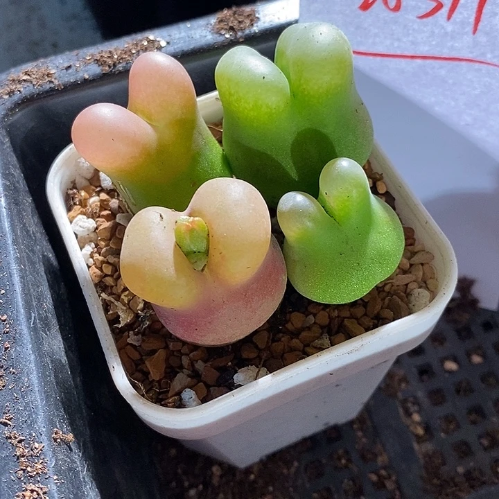 26319。 一组。翻唇。
