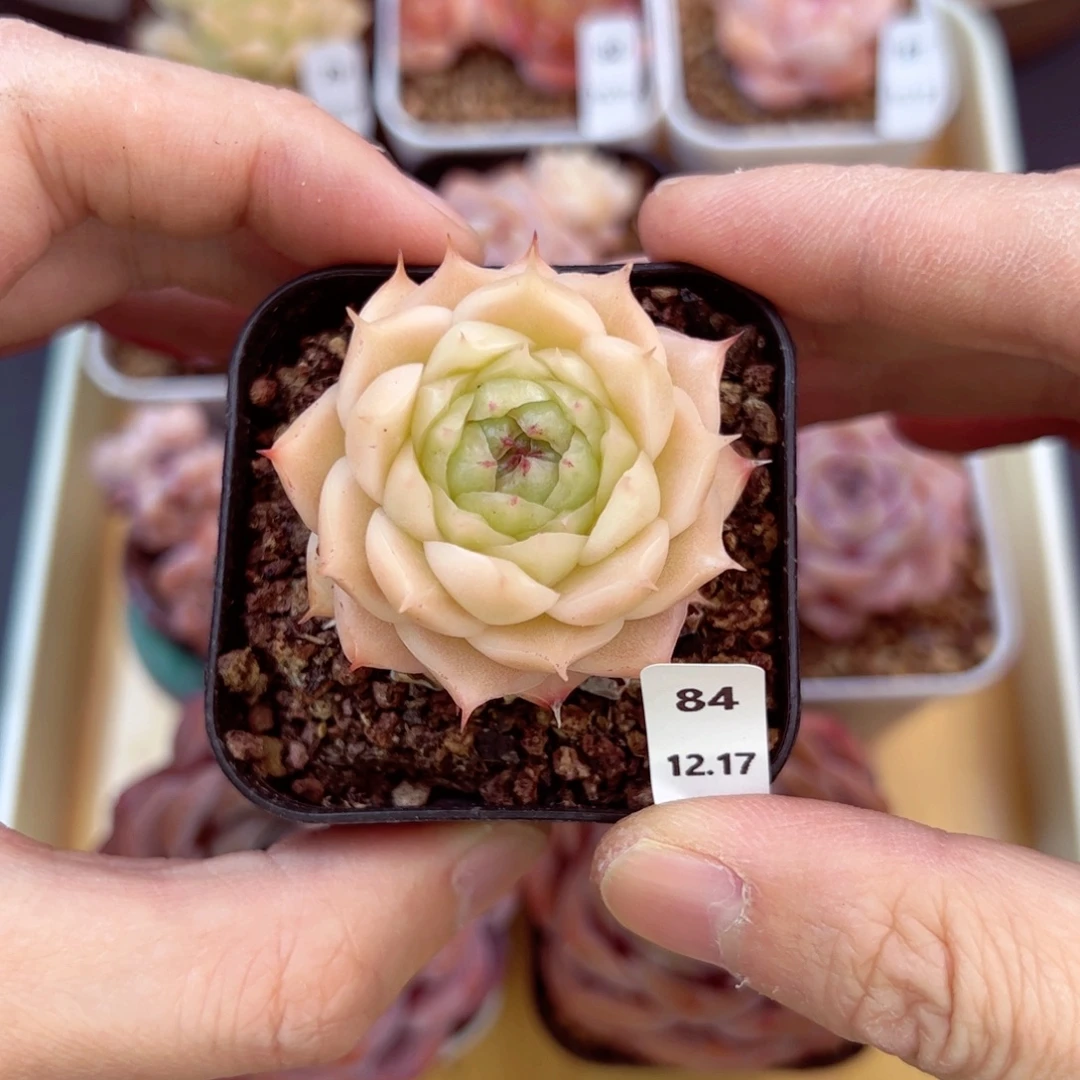 好好看84、哈哈哈哈