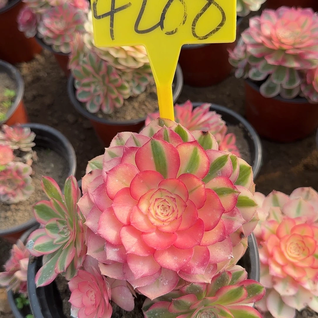 4288--倾城多头多肉