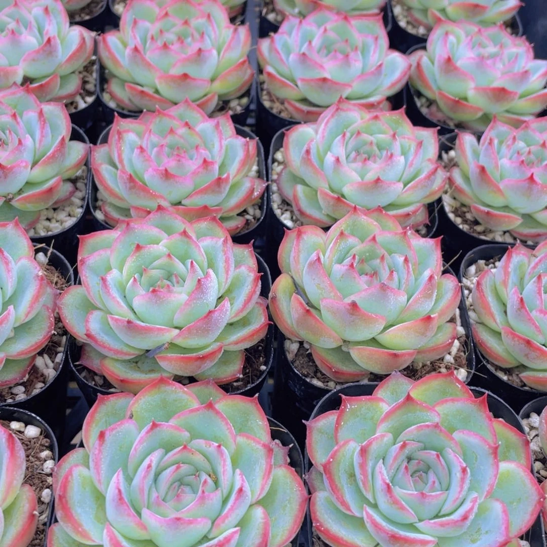 量拍37号 玫瑰花粉侧影单头一个