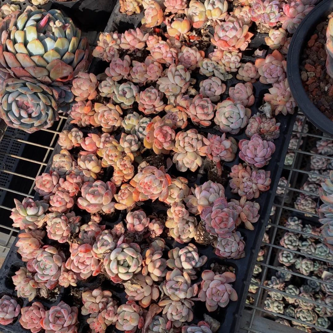 橙子小的15个一起嗯嗯嗯我要