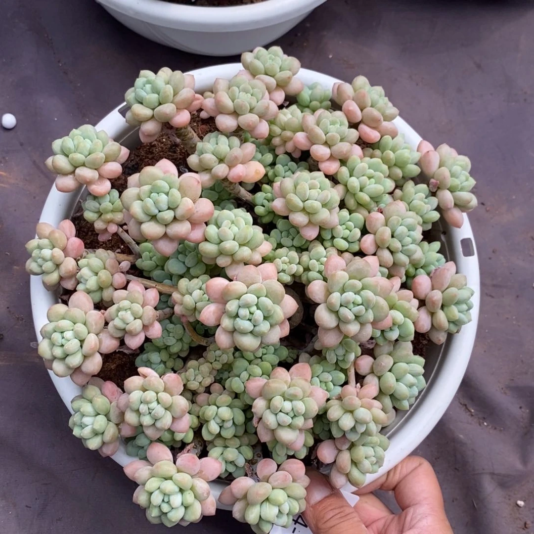 小**y夏悦多肉0704-67鱼子酱