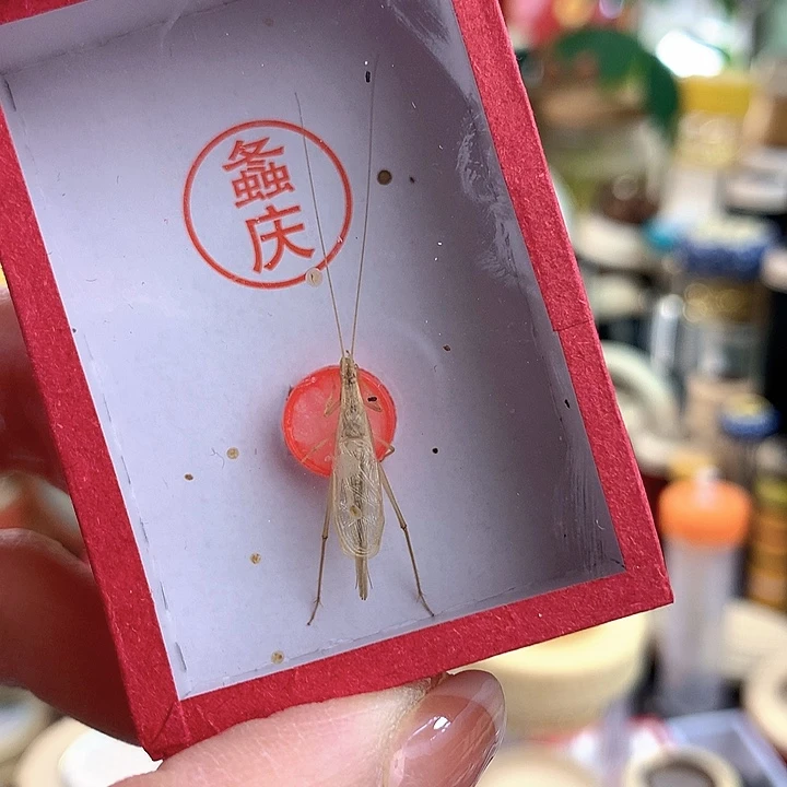 天***道一只柬埔寨竹蛉啊啊啊