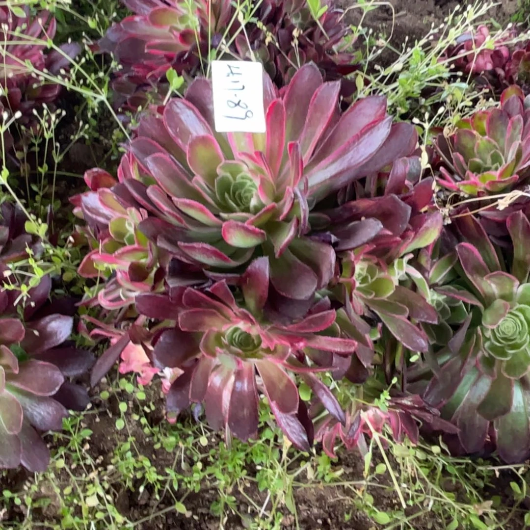 17-89西施手捧多肉