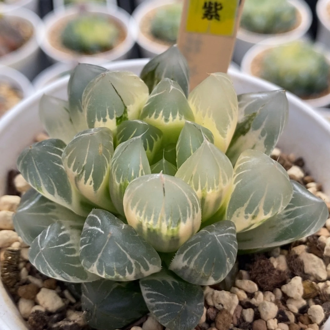 617糊斑水晶×冰川玉露锦