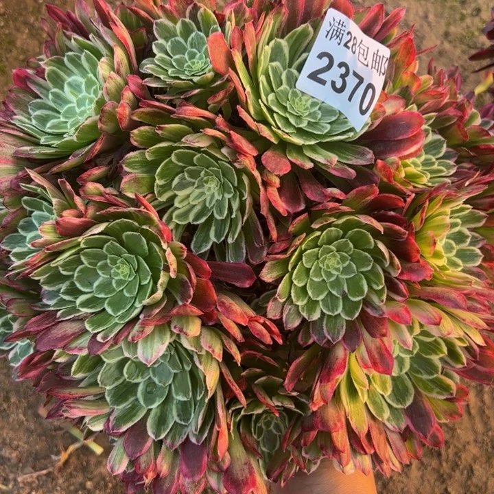 2370金丝楠木多肉植物