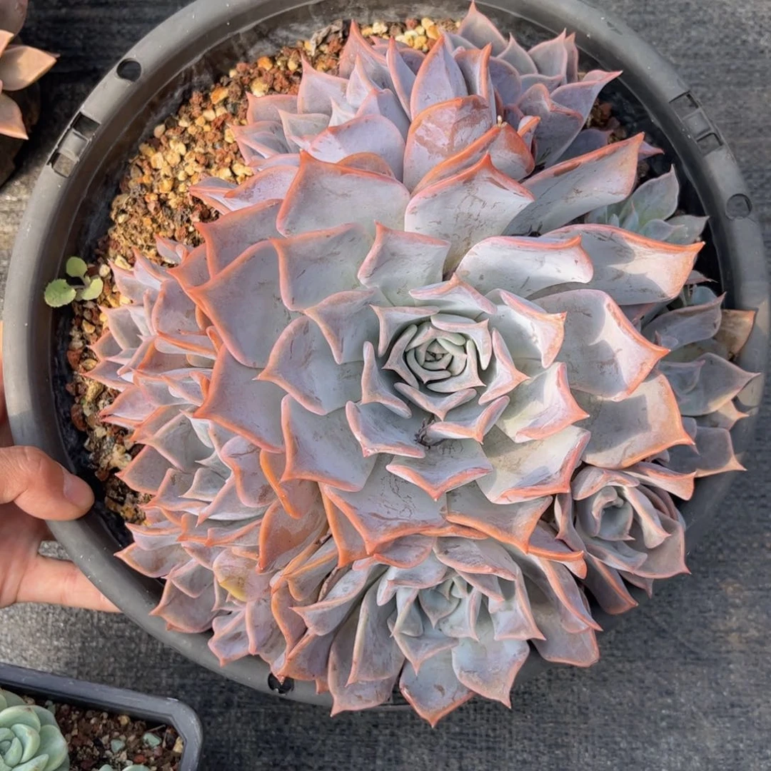 无花朵友家多肉一物一拍