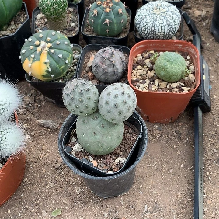 @**?3333333333333333