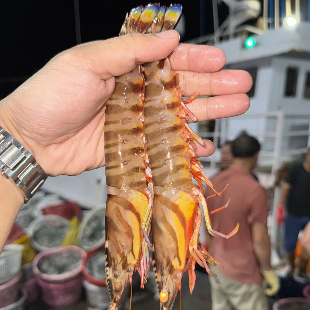 （活冻锁鲜）汕尾本港渔船野生海捕（斑节虾 花虾 蓝尾虾 竹虾）