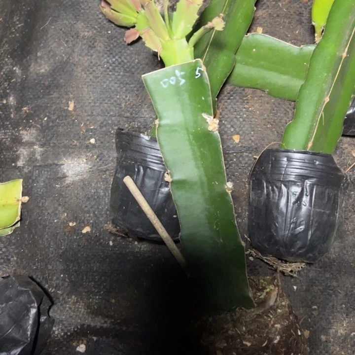 005嫁接多叶片小苗一颗5号