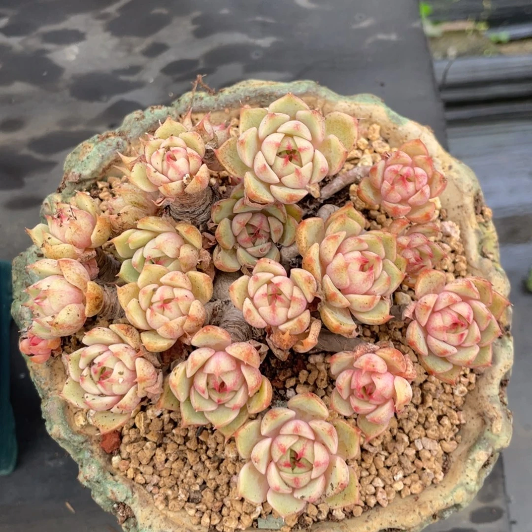 黄金本巴蒂斯老桩