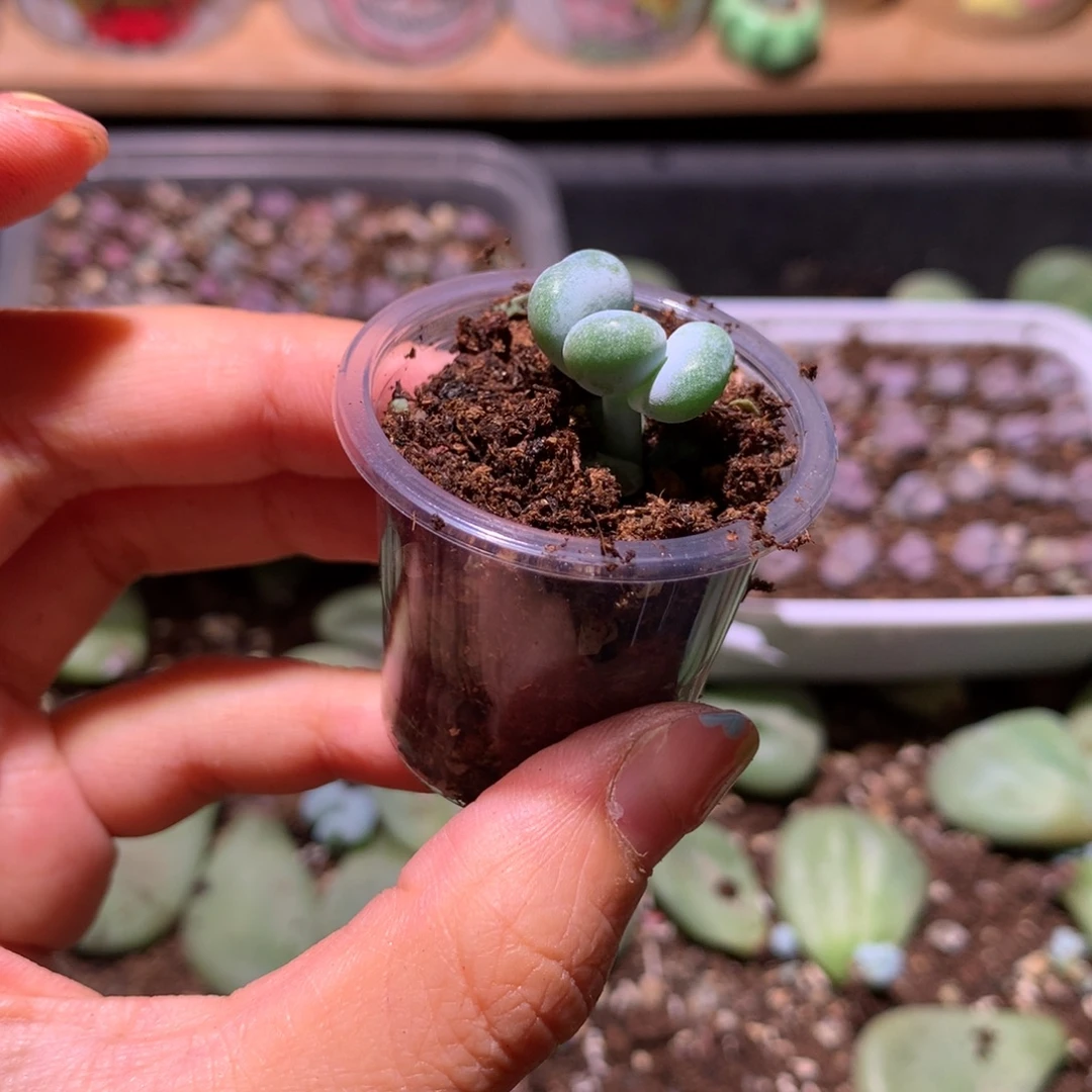 油煎奶酪多肉油煎奶酪