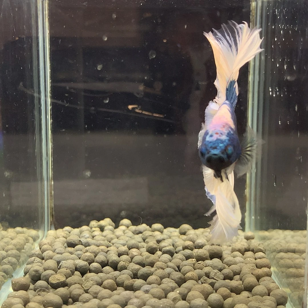 海水鱼七弟泰国斗鱼82