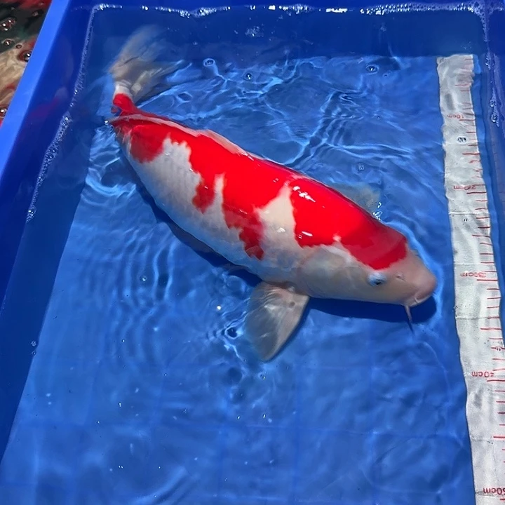 饱***的海水鱼漂亮的锦鲤一尾