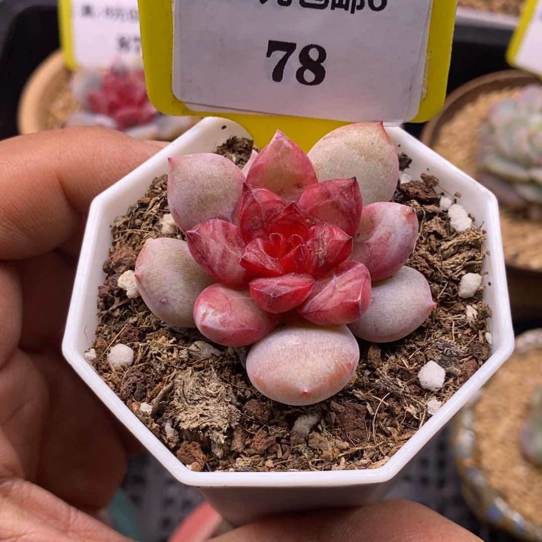 678精控糖心雪天使多肉