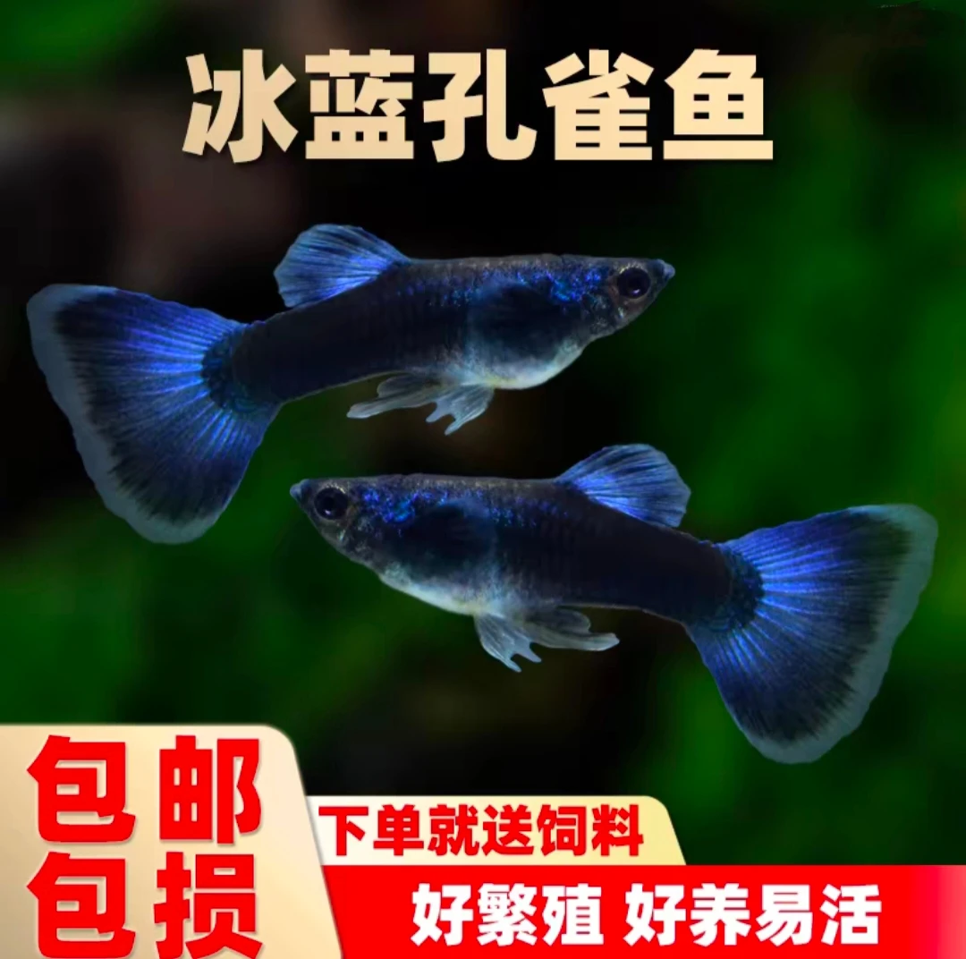 冰蓝孔雀鱼 胎生鱼凤尾鱼好养小型热带观赏鱼孔雀鱼