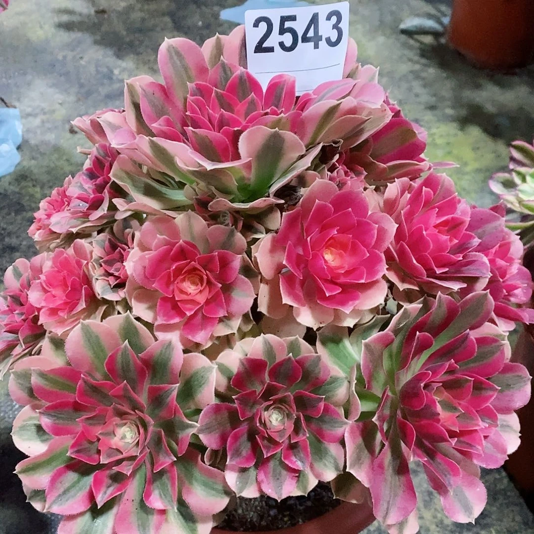 红陶肥****?2543女巫4多肉精空