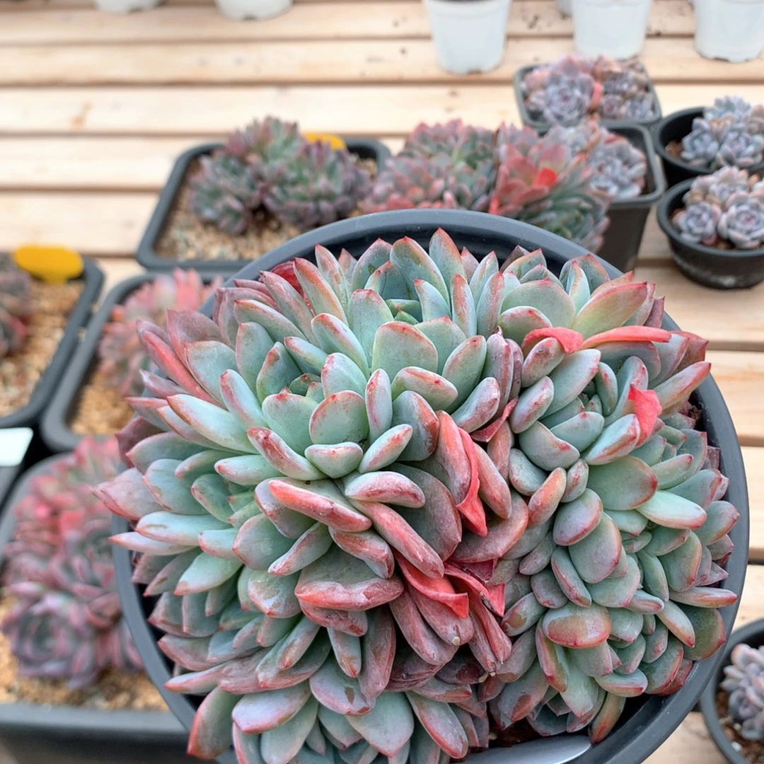 14厘米全明星朵缀 5